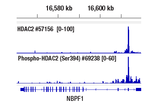  Image 3: PhosphoPlus® HDAC2 (Ser394) Antibody Duet