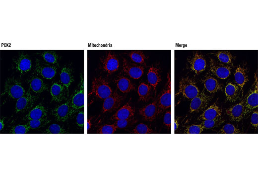 Immunofluorescence Image 1: PCK2 Antibody