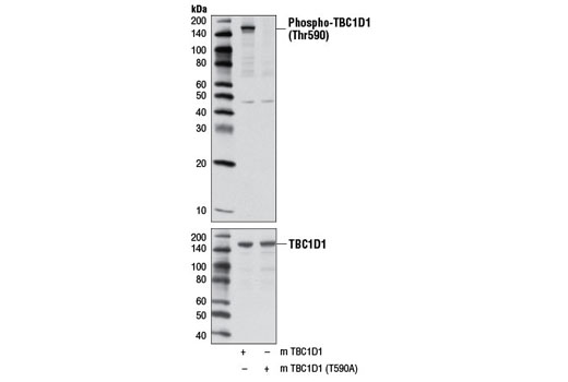 Western Blotting Image 1: Phospho-TBC1D1 (Thr590) Antibody