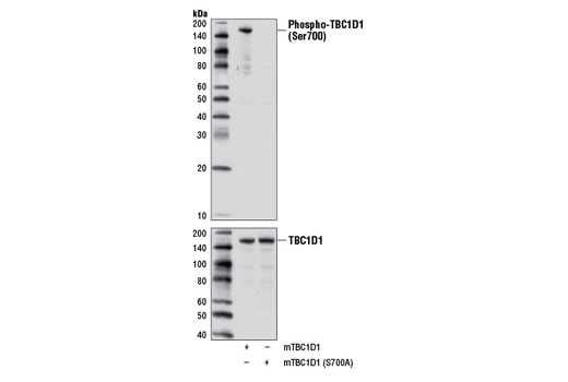 Western Blotting Image 1: Phospho-TBC1D1 (Ser700) Antibody