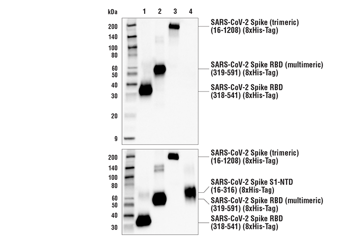 Western Blotting Image 3: SARS-CoV-2 Spike Protein (RBD) (E2T6M) Mouse mAb