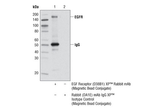 Immunoprecipitation Image 1: EGF Receptor (D38B1) XP® Rabbit mAb (Magnetic Bead Conjugate)