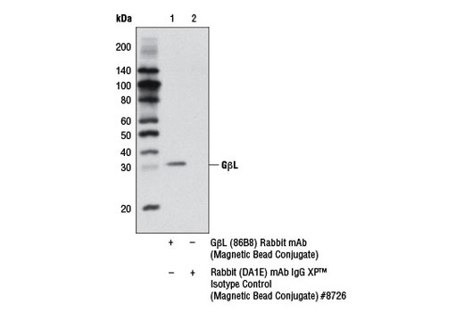 Immunoprecipitation Image 1: GβL (86B8) Rabbit mAb (Magnetic Bead Conjugate)