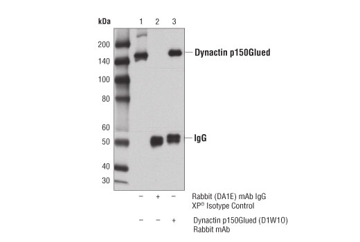 Immunoprecipitation Image 1: Dynactin p150Glued (D1W1O) Rabbit mAb