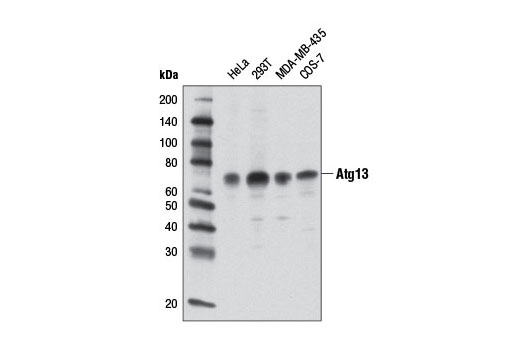 Western Blotting Image 2: Atg13 Antibody