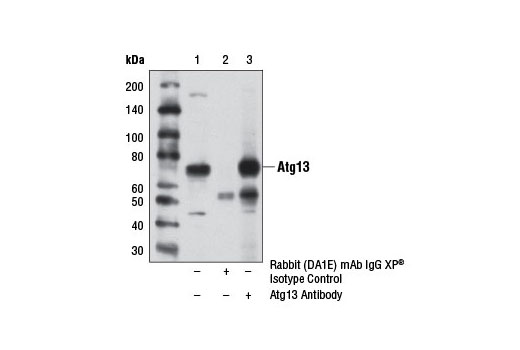 Immunoprecipitation Image 1: Atg13 Antibody