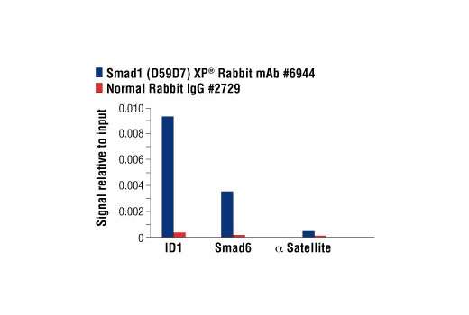  Image 18: Smad 1/5/9 Antibody Sampler Kit