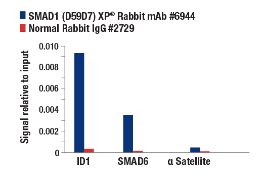 Chromatin Immunoprecipitation Image 1: SMAD1 (D59D7) XP® Rabbit mAb