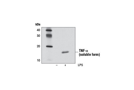  Image 8: Senescence Associated Secretory Phenotype (SASP) Antibody Sampler Kit