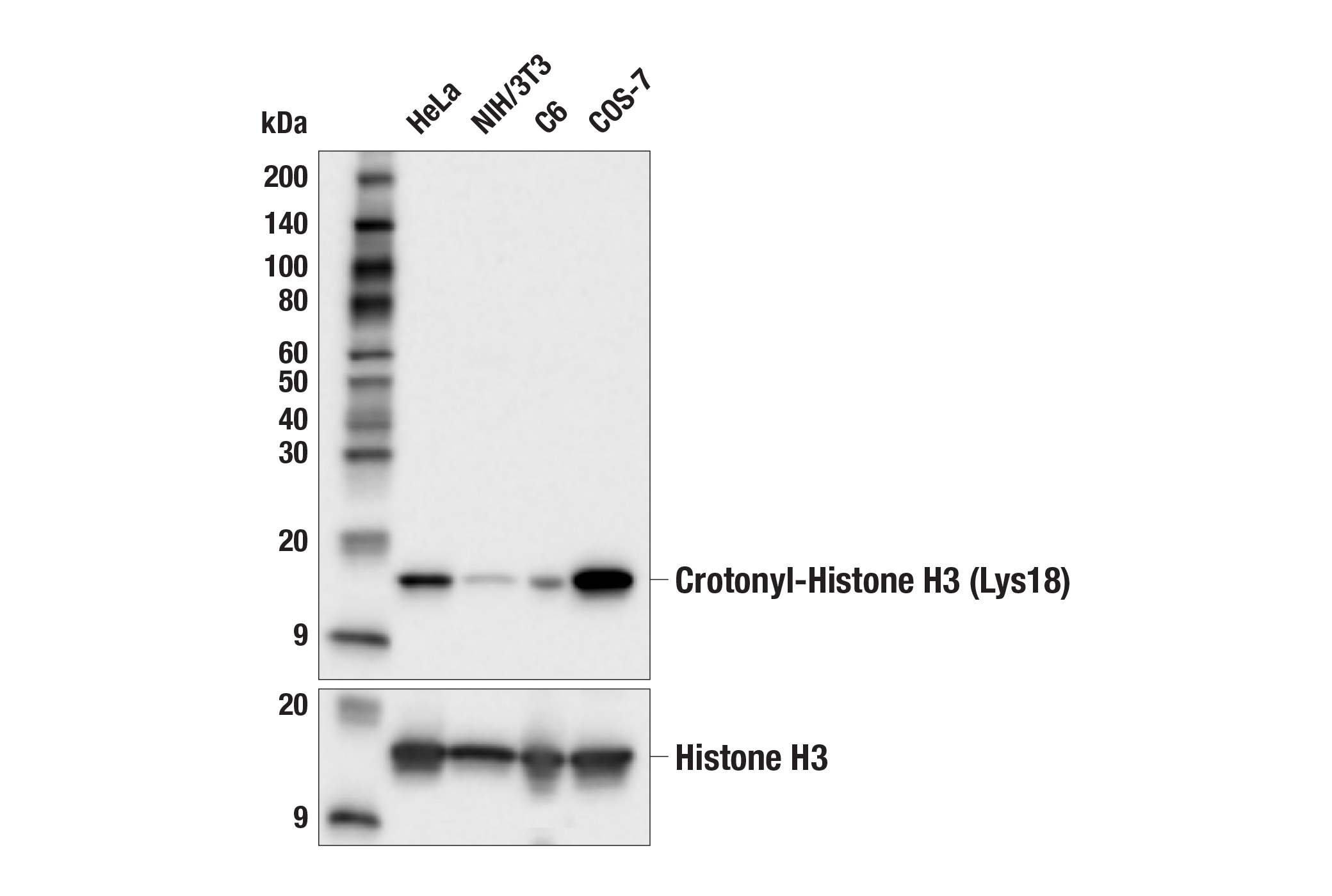 Western Blotting Image 1: Crotonyl-Histone H3 (Lys18) (E8D9M) Rabbit mAb
