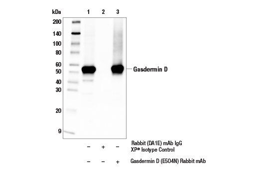 Immunoprecipitation Image 1: Gasdermin D (E5O4N) Rabbit mAb