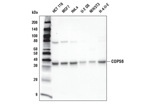 Western Blotting Image 2: COPS6 Antibody