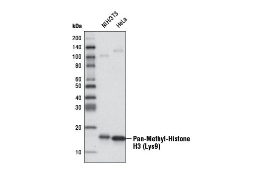 Western Blotting Image 1: Pan-Methyl-Histone H3 (Lys9) (D54) XP® Rabbit mAb (HRP Conjugate)