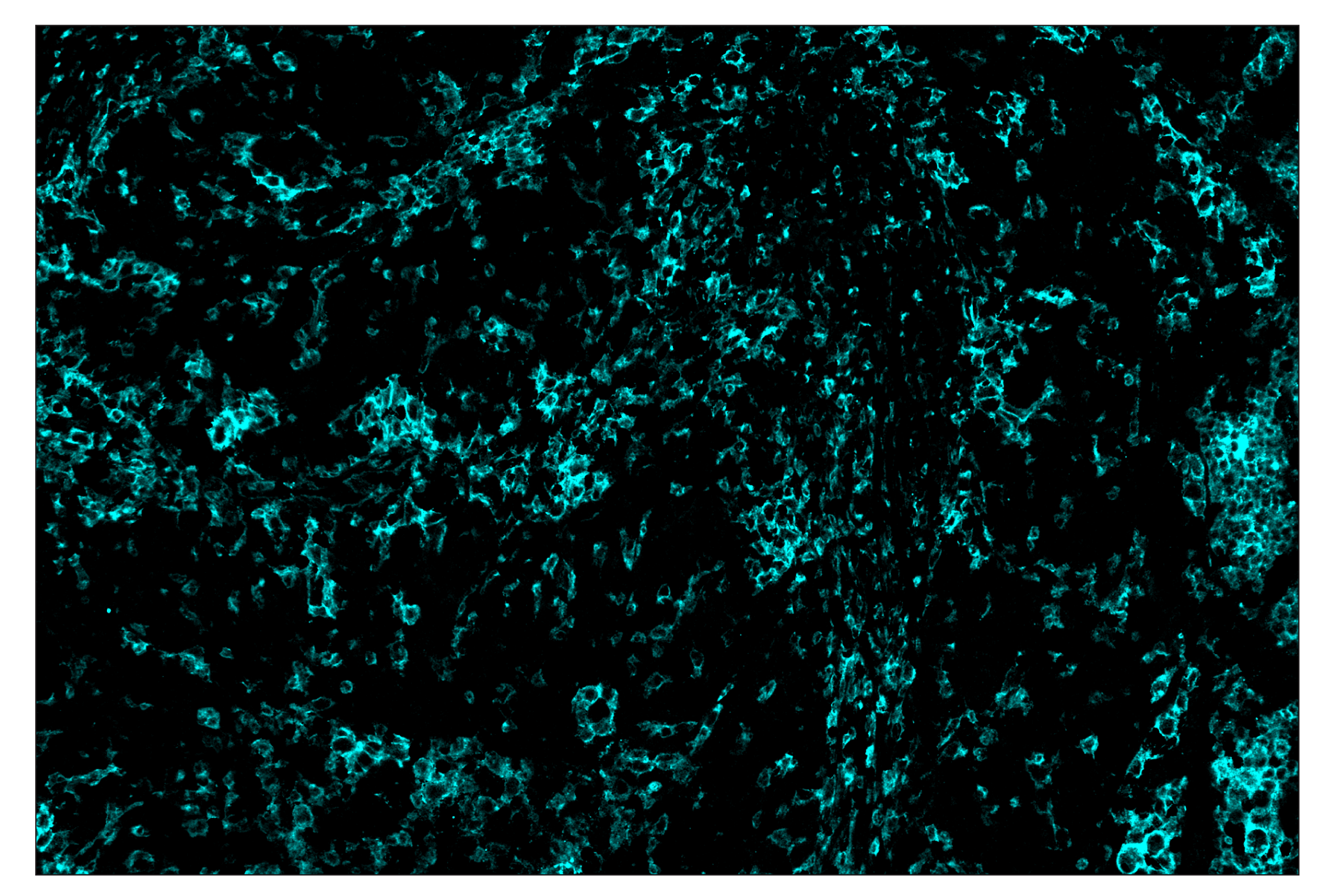 Immunohistochemistry Image 5: SIRPα/SHPS1 (D6I3M) & CO-0034-594 SignalStar™ Oligo-Antibody Pair