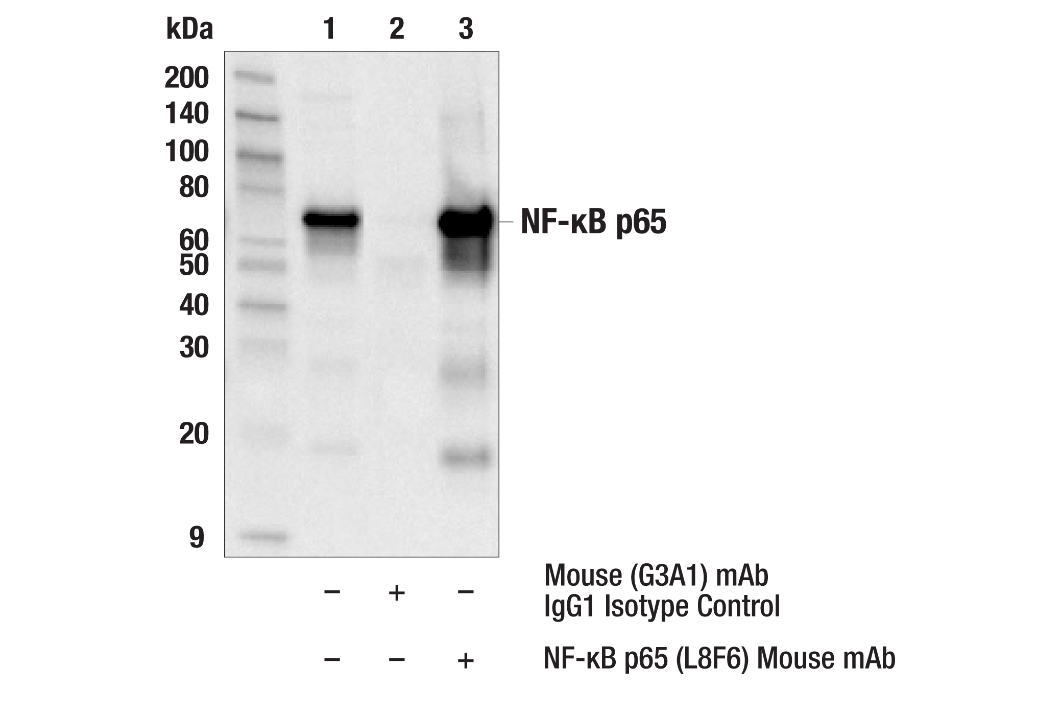 Immunoprecipitation Image 1: NF-κB p65 (L8F6) Mouse mAb