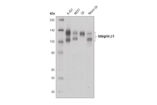 Western Blotting Image 1: Integrin β1 (D6S1W) Rabbit mAb (BSA and Azide Free)
