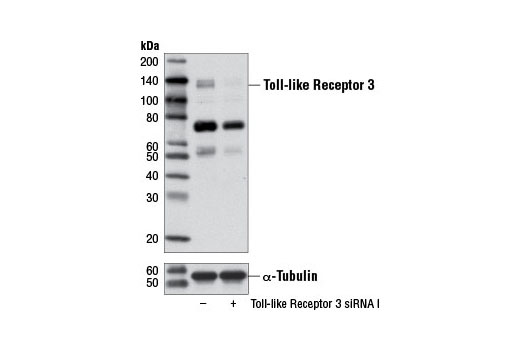  Image 7: Toll-like Receptor Antibody Sampler Kit II