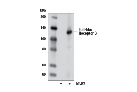  Image 15: Toll-like Receptor Antibody Sampler Kit II