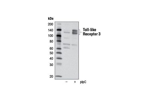 Western Blotting Image 3: Toll-like Receptor 3 (D10F10) Rabbit mAb