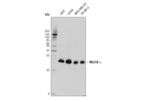 Western Blotting Image 1: Mis18-α (D3N2X) Rabbit mAb