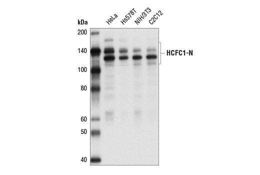 Western Blotting Image 1: HCFC1 Antibody (Amino-terminal Antigen)