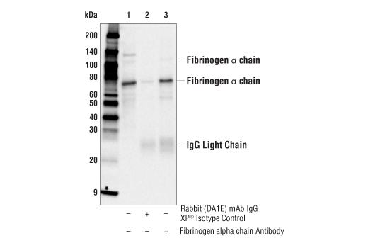 Immunoprecipitation Image 1: Fibrinogen alpha chain Antibody
