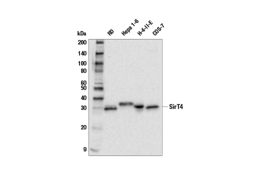 Western Blotting Image 1: SirT4 Antibody