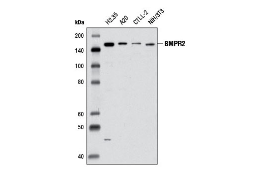 Western Blotting Image 1: BMPR2 Antibody