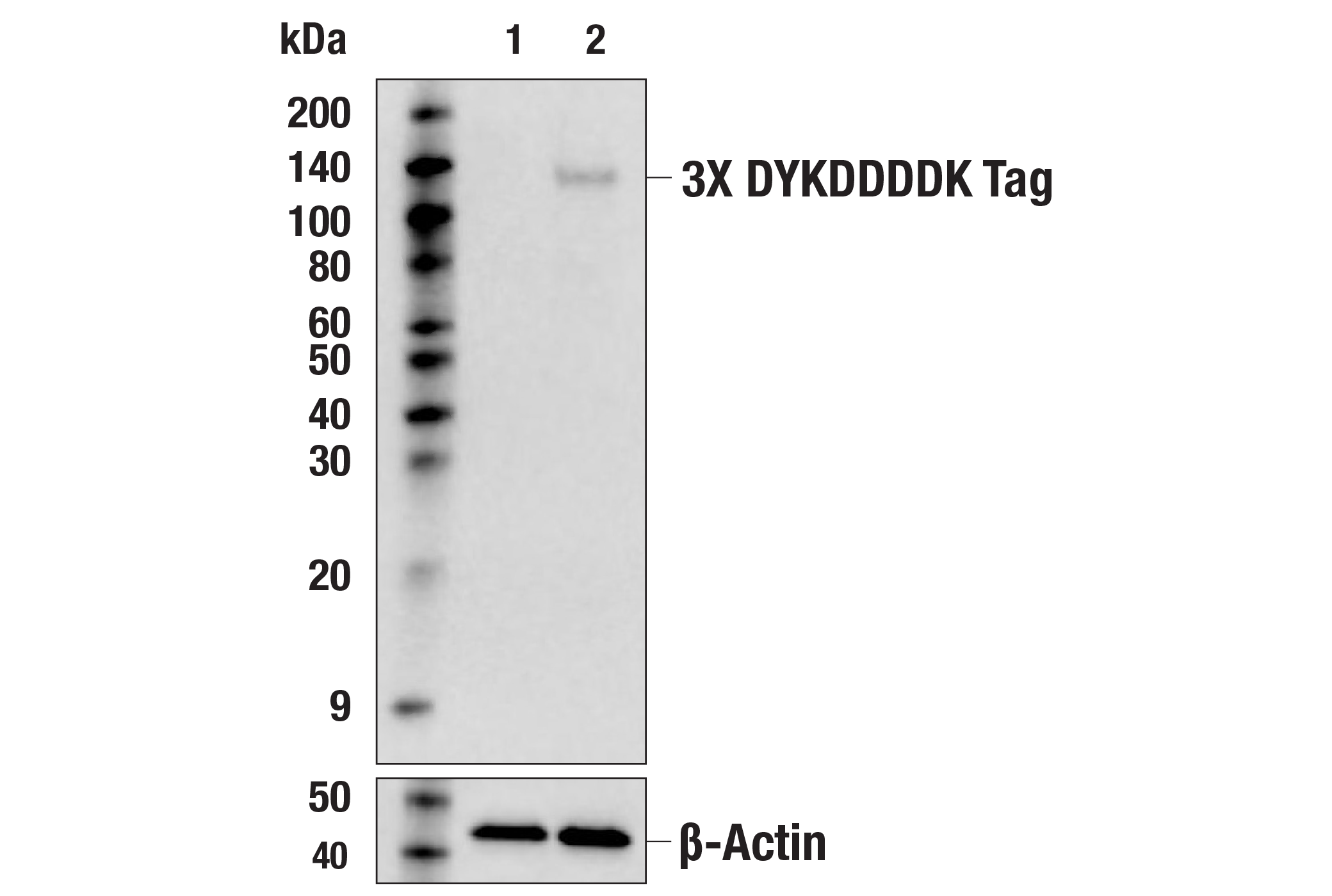 Western Blotting Image 1: 3X DYKDDDDK Tag (E2T2J) Mouse mAb (Binds to same epitope as Sigma-Aldrich Anti-FLAG M2 antibody) (HRP Conjugate)