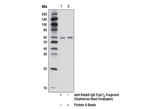 Immunoprecipitation Image 1: Anti-rabbit IgG F(ab')2 Fragment (Sepharose® Bead Conjugate)