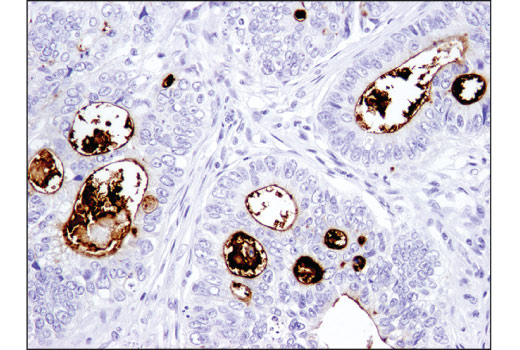Immunohistochemistry Image 3: CD133 (D4W4N) XP® Rabbit mAb (BSA and Azide Free)