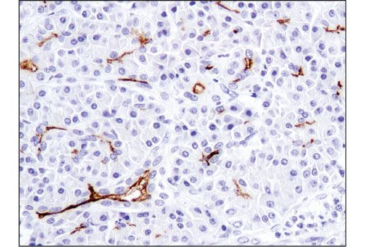 Immunohistochemistry Image 5: CD133 (D4W4N) XP® Rabbit mAb (BSA and Azide Free)