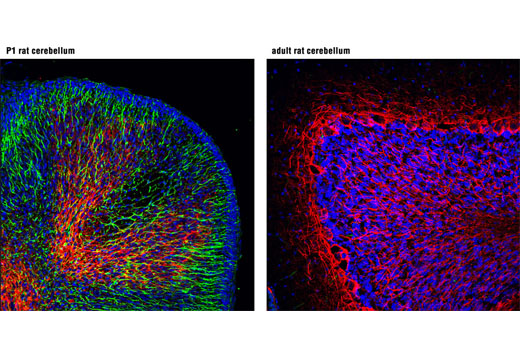 Immunofluorescence Image 1: Nestin (Rat-401) Mouse mAb (Alexa Fluor® 488 Conjugate)