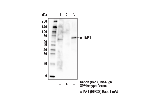 Immunoprecipitation Image 1: c-IAP1 (E6R2S) Rabbit mAb