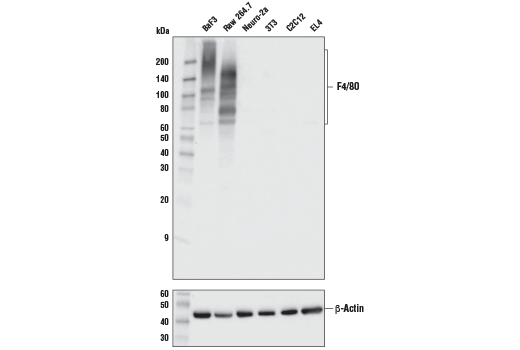  Image 5: Mouse Immune Cell Phenotyping IHC Antibody Sampler Kit
