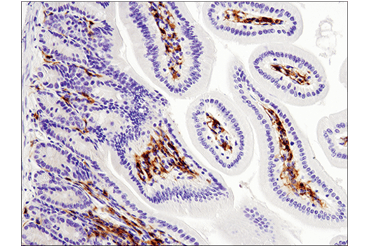  Image 29: Mouse Immune Cell Phenotyping IHC Antibody Sampler Kit