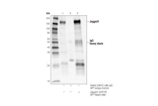 Immunoprecipitation Image 1: Jagged1 (D4Y1R) XP® Rabbit mAb