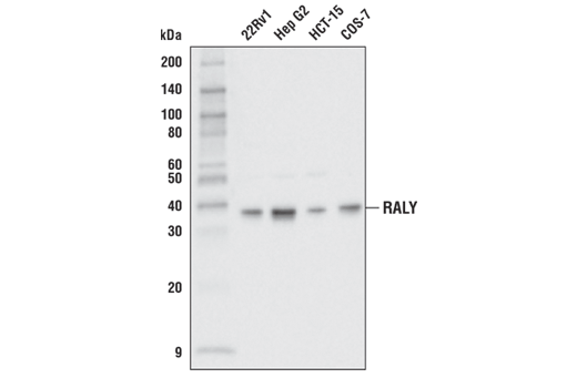 Western Blotting Image 1: RALY Antibody