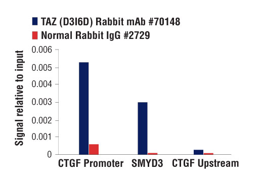 Chromatin Immunoprecipitation Image 3: TAZ (D3I6D) Rabbit mAb