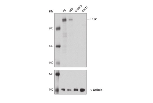 Western Blotting Image 1: TET2 Antibody (Mouse Specific)