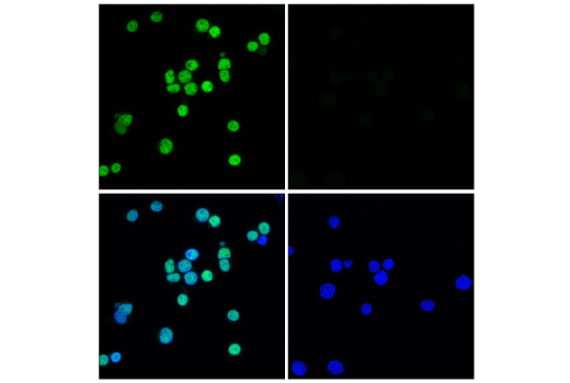 Immunofluorescence Image 1: NeuroD1 (D90G12) Rabbit mAb