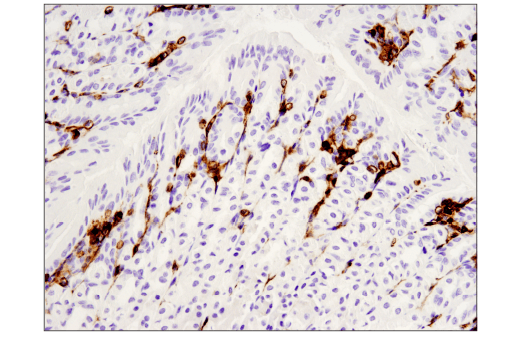 Immunohistochemistry Image 5: CD45 (D3F8Q) Rabbit mAb