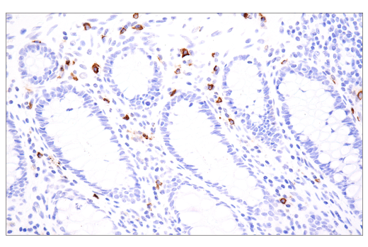 Immunohistochemistry Image 6: Tryptase (E7M2U) Rabbit mAb (BSA and Azide Free)