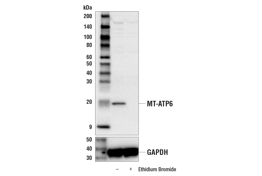 Western Blotting Image 1: MT-ATP6 Antibody