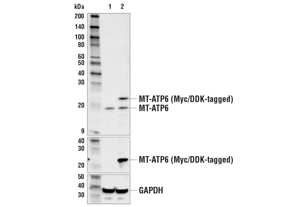 Western Blotting Image 3: MT-ATP6 Antibody
