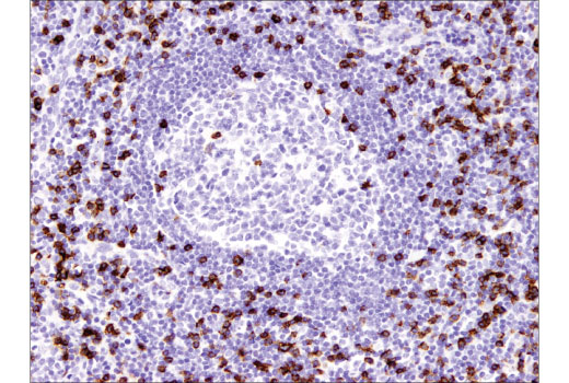 Immunohistochemistry Image 2: CD8α (C8/144B) Mouse mAb (IHC Specific)