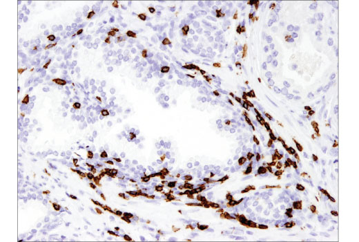 Immunohistochemistry Image 3: CD8α (C8/144B) Mouse mAb (IHC Specific)