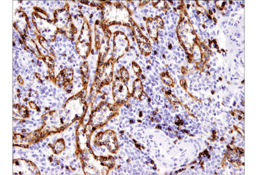 Immunohistochemistry Image 4: CD8α (C8/144B) Mouse mAb