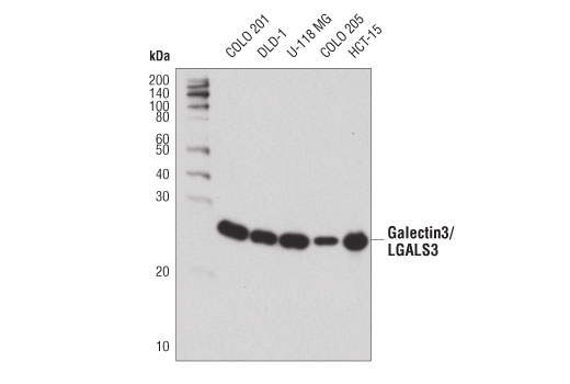 Western Blotting Image 1: Galectin-3/LGALS3 (D4I2R) XP® Rabbit mAb (BSA and Azide Free)