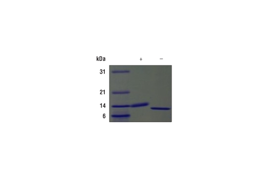  Image 2: Mouse GM-CSF Recombinant Protein